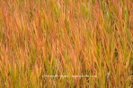 fall color, fall, grass, Colorado, Cottonwood Canyon, abstra